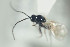  (Trybliographa rapae - NOFIG604)  @12 [ ] CreativeCommons - Attribution Non-Commercial Share-Alike (2016) Arnstein Staverlokk Norwegian Institute of Nature Research