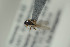 ( - NOFIG797)  @12 [ ] CreativeCommons - Attribution Non-Commercial Share-Alike (2016) Arnstein Staverlokk Norwegian Institute of Nature Research