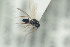  (Trichoplasta - NOFIG608)  @12 [ ] CreativeCommons - Attribution Non-Commercial Share-Alike (2016) Arnstein Staverlokk Norwegian Institute of Nature Research