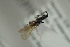  ( - NOFIG805)  @11 [ ] CreativeCommons - Attribution Non-Commercial Share-Alike (2016) Arnstein Staverlokk Norwegian Institute of Nature Research