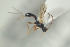  ( - NOFIG619)  @12 [ ] CreativeCommons - Attribution Non-Commercial Share-Alike (2016) Arnstein Staverlokk Norwegian Institute of Nature Research