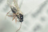  (Trybliographa longicornis - NOFIG621)  @12 [ ] CreativeCommons - Attribution Non-Commercial Share-Alike (2016) Arnstein Staverlokk Norwegian Institute of Nature Research