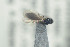  ( - NOFIG633)  @12 [ ] CreativeCommons - Attribution Non-Commercial Share-Alike (2016) Arnstein Staverlokk Norwegian Institute of Nature Research