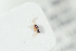  (Alloxysta brachyptera - NOFIG1303)  @12 [ ] CreativeCommons - Attribution Non-Commercial Share-Alike (2017) Arnstein Staverlokk Norwegian Institute of Nature Research