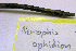  (Nerophis - NHMO-f-501)  @13 [ ] Copyright  Natural History Museum, University of Oslo Natural History Museum, University of Oslo