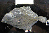 ( - NHMO-f-503)  @12 [ ] Copyright  Natural History Museum, University of Oslo Natural History Museum, University of Oslo