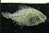  ( - NHMO-f-504)  @12 [ ] Copyright  Natural History Museum, University of Oslo Natural History Museum, University of Oslo