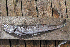  ( - NHMO-f-538)  @12 [ ] Copyright  Natural History Museum, University of Oslo Natural History Museum, University of Oslo