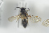  (Andrena morawitzi - NOFOR187)  @12 [ ] CreativeCommons - Attribution Non-Commercial Share-Alike (2014) Arnstein Staverlokk Norwegian Institute of Nature Research