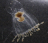  ( - NH0078)  @11 [ ] CreativeCommons - Attribution Non-Commercial Share-Alike (2019) Luis Martell University Museum of Bergen, Natural History Collections