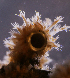  ( - NH0134)  @11 [ ] CreativeCommons - Attribution Non-Commercial Share-Alike (2019) Luis Martell University Museum of Bergen, Natural History Collections
