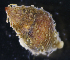  ( - NH0232)  @11 [ ] CreativeCommons - Attribution Non-Commercial Share-Alike (2019) Luis Martell University Museum of Bergen, Natural History Collections