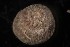  ( - NH0349)  @11 [ ] by-nc-sa (2019) Luis Martell University Museum of Bergen, Natural History Collections