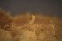  ( - NH0371)  @11 [ ] by-nc-sa (2019) Luis Martell University Museum of Bergen, Natural History Collections