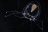  ( - NH0486)  @11 [ ] by-nc-sa (2019) Luis Martell University Museum of Bergen, Natural History Collections