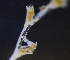  ( - NH1054)  @11 [ ] by-nc-sa (2022) Luis Martell University Museum of Bergen, Natural History Collections
