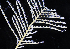  ( - NH1078)  @11 [ ] by-nc-sa (2022) Luis Martell University Museum of Bergen, Natural History Collections