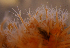  ( - NH1081)  @11 [ ] by-nc-sa (2022) Luis Martell University Museum of Bergen, Natural History Collections