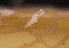  (Halitholus cirratus - NH1166)  @11 [ ] by-nc-sa (2022) Luis Martell University Museum of Bergen, Natural History Collections
