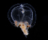  ( - NH1303)  @11 [ ] by-nc-sa (2022) Luis Martell University Museum of Bergen, Natural History Collections