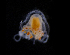  ( - NH1325)  @11 [ ] by-nc-sa (2022) Luis Martell University Museum of Bergen, Natural History Collections