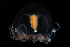  ( - NH1374)  @11 [ ] by-nc-sa (2022) Luis Martell University Museum of Bergen, Natural History Collections