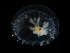  ( - NH1420)  @11 [ ] by-nc-sa (2022) Luis Martell University Museum of Bergen, Natural History Collections