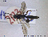  ( - HYM006)  @11 [ ] CreativeCommons - Attribution Share-Alike (2019) NTNU University Museum, Department of Natural History NTNU University Museum, Department of Natural History
