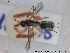 ( - HYM008)  @11 [ ] CreativeCommons - Attribution Share-Alike (2019) NTNU University Museum, Department of Natural History NTNU University Museum, Department of Natural History