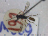  ( - HYM009)  @11 [ ] CreativeCommons - Attribution Share-Alike (2019) NTNU University Museum, Department of Natural History NTNU University Museum, Department of Natural History