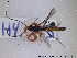  ( - HYM015)  @11 [ ] CreativeCommons - Attribution Share-Alike (2019) NTNU University Museum, Department of Natural History NTNU University Museum, Department of Natural History