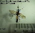  ( - HYM028)  @11 [ ] CreativeCommons - Attribution Share-Alike (2019) NTNU University Museum, Department of Natural History NTNU University Museum, Department of Natural History