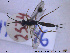  ( - HYM046)  @13 [ ] CreativeCommons - Attribution Share-Alike (2019) NTNU University Museum, Department of Natural History NTNU University Museum, Department of Natural History