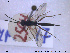  ( - HYM047)  @13 [ ] CreativeCommons - Attribution Share-Alike (2019) NTNU University Museum, Department of Natural History NTNU University Museum, Department of Natural History