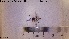  ( - HYM073)  @11 [ ] CreativeCommons - Attribution Share-Alike (2019) NTNU University Museum, Department of Natural History NTNU University Museum, Department of Natural History