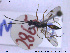  ( - HYM089)  @11 [ ] CreativeCommons - Attribution Share-Alike (2019) NTNU University Museum, Department of Natural History NTNU University Museum, Department of Natural History