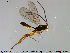  ( - HymVM108)  @13 [ ] CreativeCommons - Attribution Non-Commercial Share-Alike (2015) NTNU University Museum, Department of Natural History NTNU University Museum, Department of Natural History