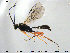  ( - HymVM180)  @12 [ ] CreativeCommons - Attribution Non-Commercial Share-Alike (2015) NTNU University Museum, Department of Natural History NTNU University Museum, Department of Natural History