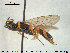  (Cratichneumon jocularis - HymVM228)  @14 [ ] CreativeCommons - Attribution Non-Commercial Share-Alike (2015) NTNU University Museum, Department of Natural History NTNU University Museum, Department of Natural History