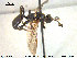  ( - HymVM233)  @12 [ ] CreativeCommons - Attribution Non-Commercial Share-Alike (2015) NTNU University Museum, Department of Natural History NTNU University Museum, Department of Natural History