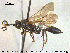  ( - HymVM234)  @12 [ ] CreativeCommons - Attribution Non-Commercial Share-Alike (2015) NTNU University Museum, Department of Natural History NTNU University Museum, Department of Natural History