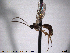 ( - HymVM90)  @11 [ ] CreativeCommons - Attribution Non-Commercial Share-Alike (2014) NTNU University Museum, Department of Natural History NTNU University Museum, Department of Natural History