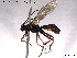  ( - HymVM91)  @11 [ ] CreativeCommons - Attribution Non-Commercial Share-Alike (2014) NTNU University Museum, Department of Natural History NTNU University Museum, Department of Natural History