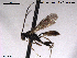  ( - HymVM92)  @11 [ ] CreativeCommons - Attribution Non-Commercial Share-Alike (2014) NTNU University Museum, Department of Natural History NTNU University Museum, Department of Natural History