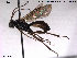  ( - HymVM94)  @13 [ ] CreativeCommons - Attribution Non-Commercial Share-Alike (2014) NTNU University Museum, Department of Natural History NTNU University Museum, Department of Natural History