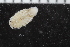  (Eurydice grimaldii - ZMBN_106425)  @11 [ ] CreativeCommons - Attribution Non-Commercial Share-Alike (2017) University of Bergen Natural History Collections