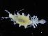  ( - ZMBN_106426)  @11 [ ] CreativeCommons - Attribution Non-Commercial Share-Alike (2017) University of Bergen Natural History Collections