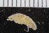 ( - ZMBN_106430)  @11 [ ] CreativeCommons - Attribution Non-Commercial Share-Alike (2017) University of Bergen Natural History Collections