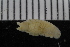  ( - ZMBN_106430)  @11 [ ] CreativeCommons - Attribution Non-Commercial Share-Alike (2017) University of Bergen Natural History Collections