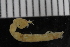  ( - ZMBN_106440)  @11 [ ] CreativeCommons - Attribution Non-Commercial Share-Alike (2017) University of Bergen Natural History Collections
